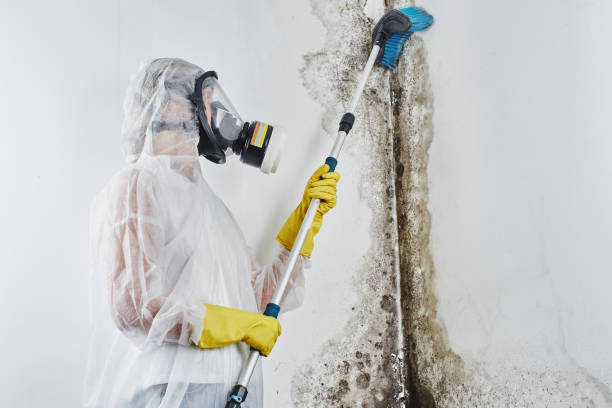 Best Environmental Consulting for Mold Prevention in Greenwood, MO